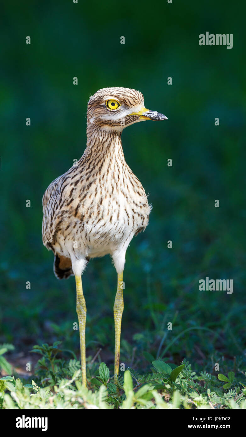 Repéré Dikkop ou Spotted Thick-knee (Burhinus capensis), saison des pluies avec un cadre vert, Désert du Kalahari Banque D'Images