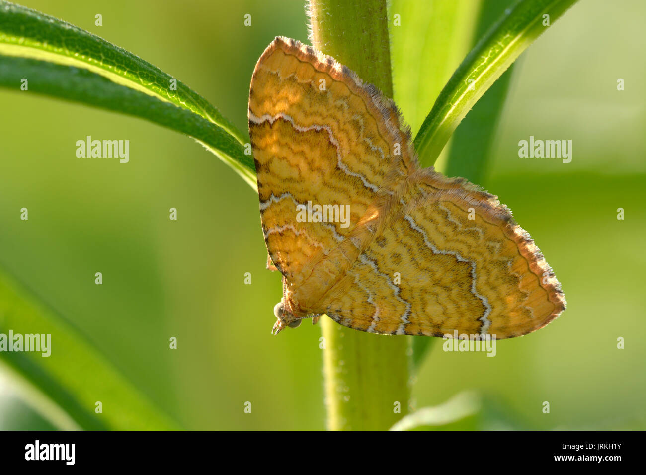 Un papillon jaune assis sur une tige de la plante, ses ailes grandes ouvertes. Banque D'Images