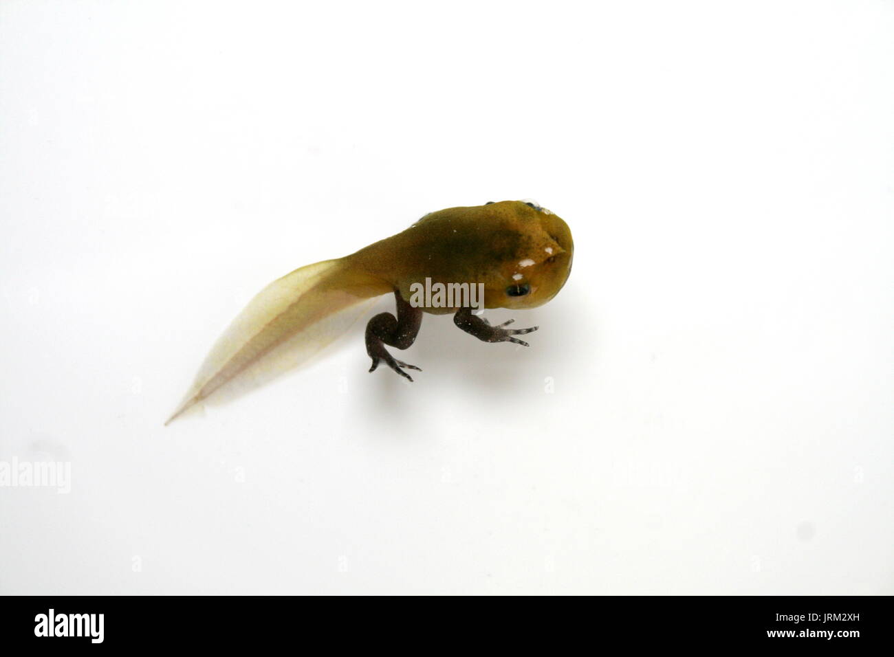 La grenouille tomate malgache se métamorphoser Tadpole avec jambes, Dyscophus guineti, sur fond blanc, Sambava Madagascar, Grenouillette élevés en captivité Banque D'Images