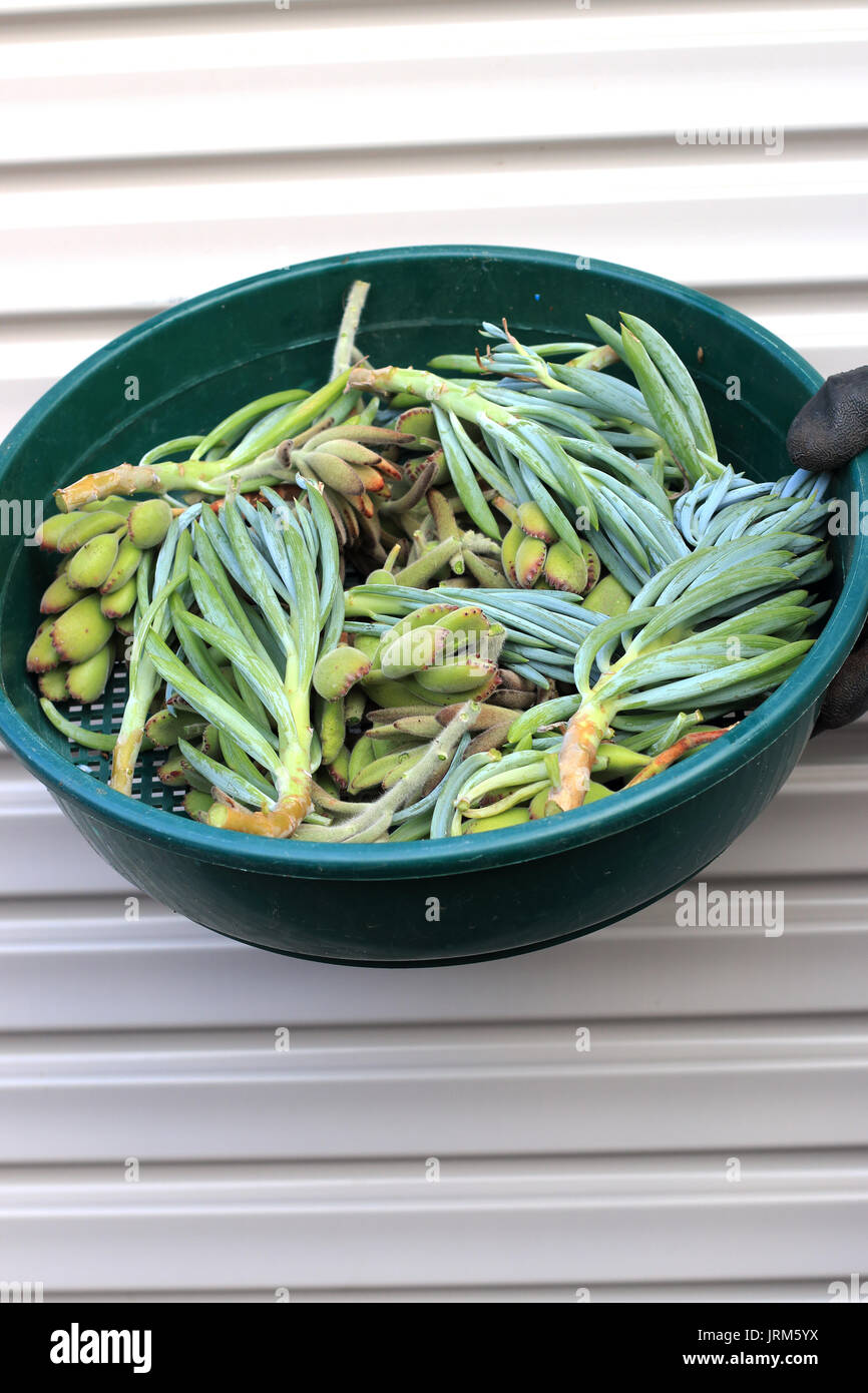 Jade plant une craie bleue et des boutures de succulentes baguettes Banque D'Images