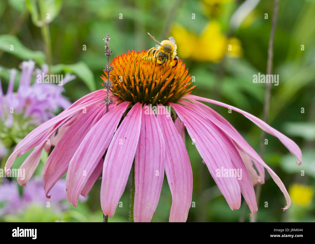 Les pollinisateurs Banque D'Images