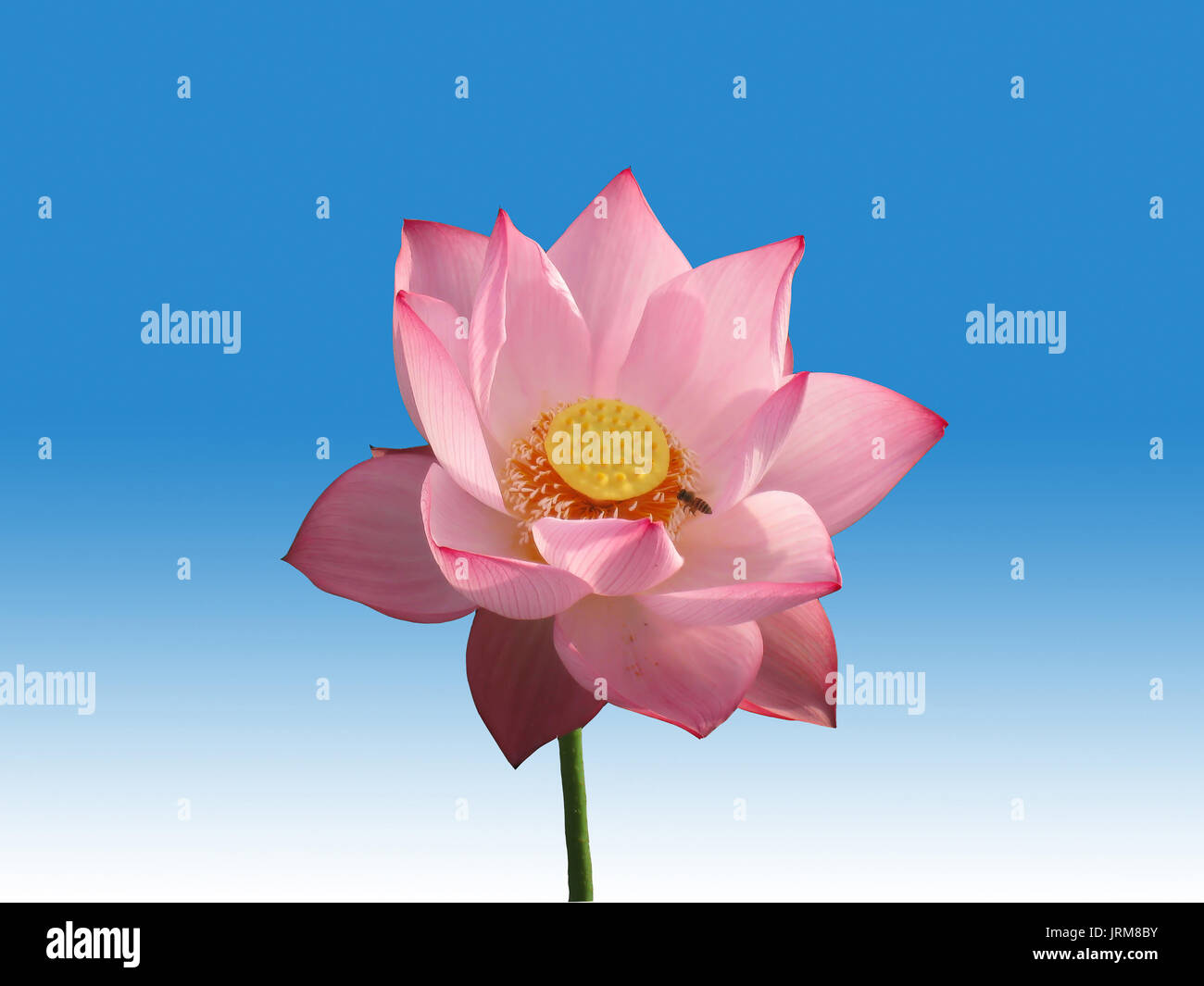 Fleur de lotus rose isolé sur fond blanc et bleu Banque D'Images