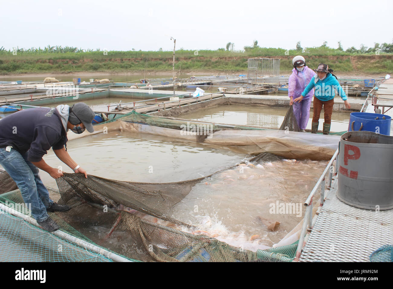 HAI Duong, Vietnam, novembre, 18 : les pêcheurs et les poissons dans la ferme sur la rivière, 18 novembre 2014 à Hai Duong, Vietnam Banque D'Images