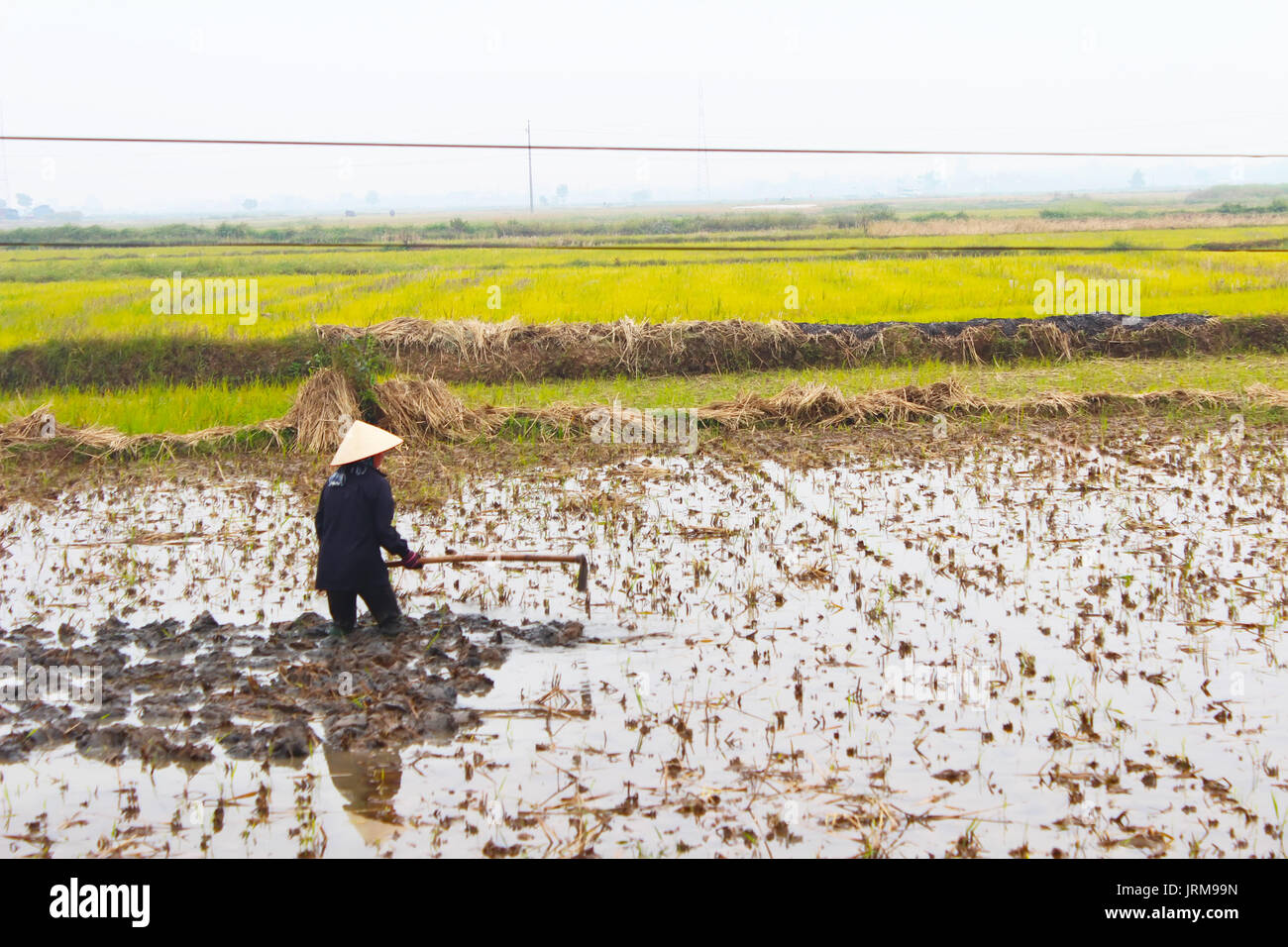 Haiduong, Vietnam, décembre, 24 : agricultrice travaillant dans le domaine de hoe, Décembre 24, 2014 à Hai Duong, Vietnam. Banque D'Images