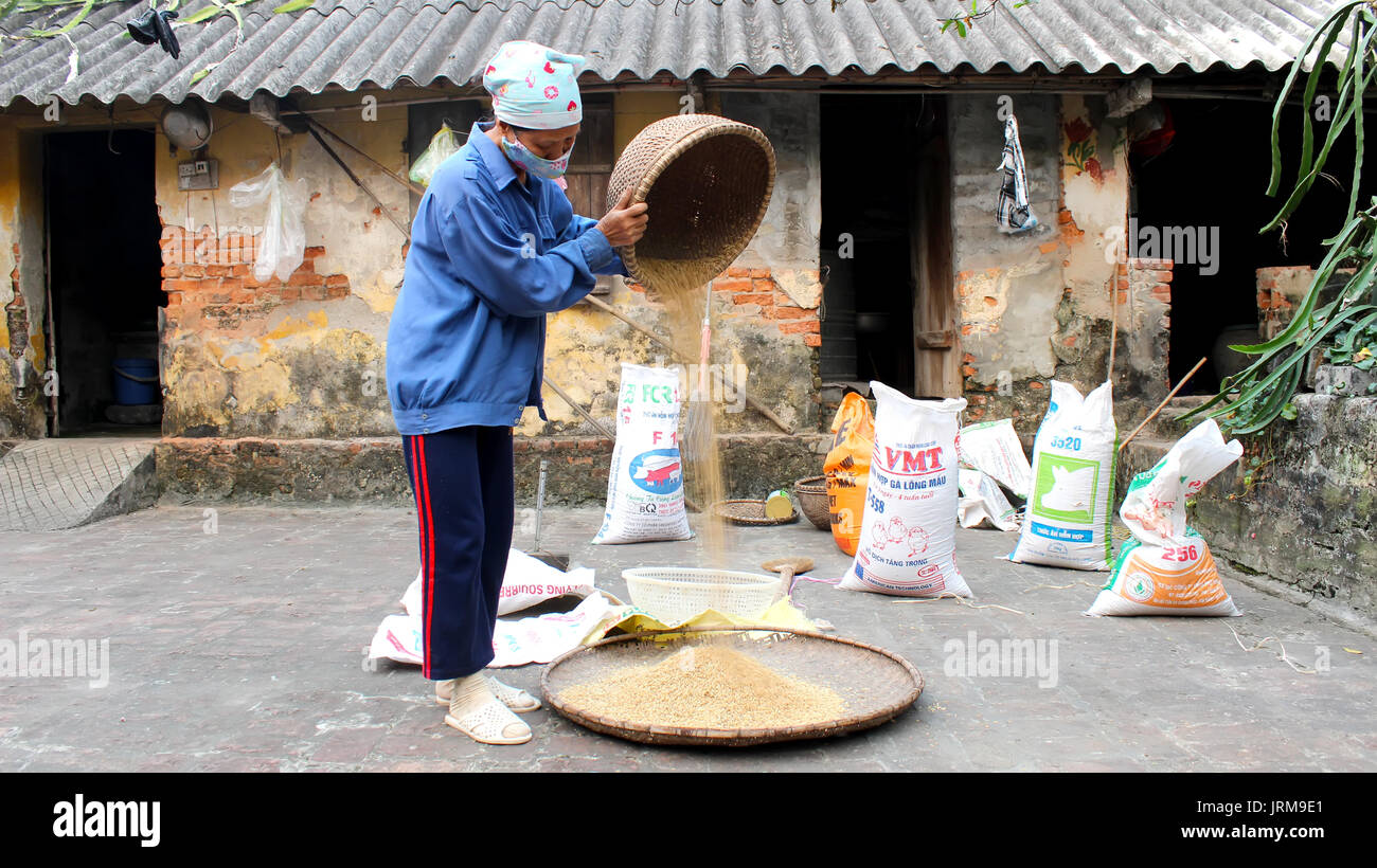 HAI Duong, Vietnam, Novembre, 6 : Vietnamese woman farmer nettoyer après le séchage du riz, le 6 novembre 2013 à Hai Duong, Delta du Fleuve Rouge, au Vietnam. Culte du riz Banque D'Images