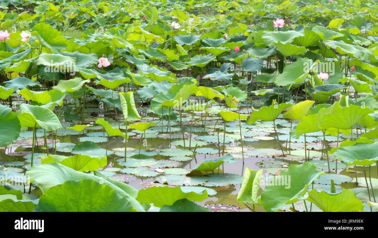 Étang de lotus Banque D'Images