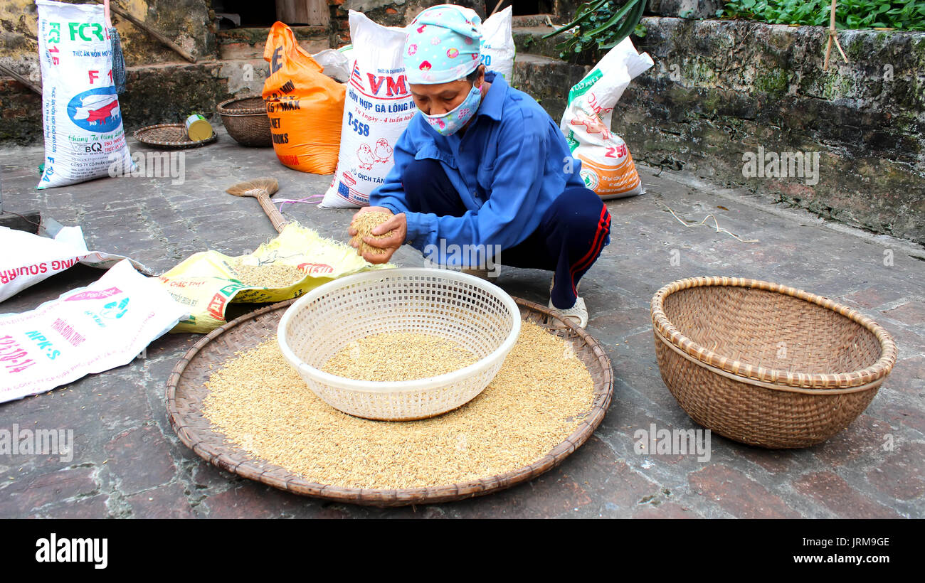 HAI Duong, Vietnam, Novembre, 6 : Vietnamese woman farmer nettoyer après le séchage du riz, le 6 novembre 2013 à Hai Duong, Delta du Fleuve Rouge, au Vietnam. Culte du riz Banque D'Images