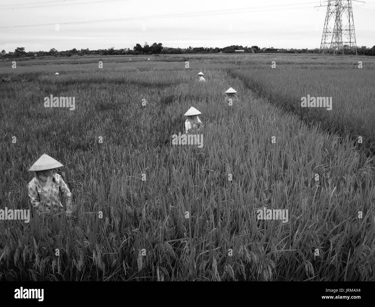 HAI Duong, Vietnam, 26 juin : Vietnamese woman farmer la récolte sur un champ de riz le 26 juin 2013 à Hai Duong, Delta du Fleuve Rouge, au Vietnam. La culture du riz Banque D'Images