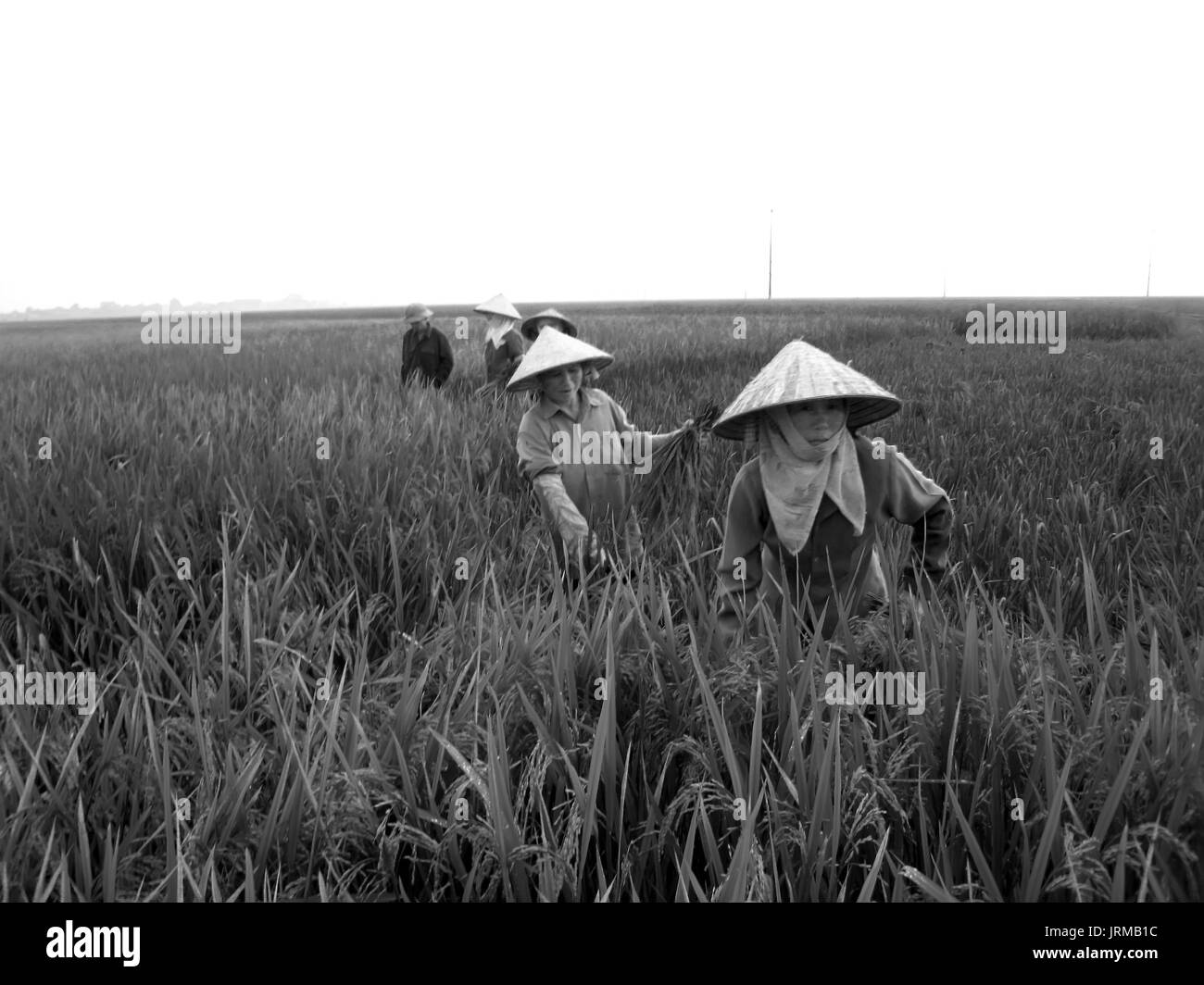 HAI Duong, Vietnam, 26 juin : Vietnamese woman farmer la récolte sur un champ de riz le 26 juin 2013 à Hai Duong, Delta du Fleuve Rouge, au Vietnam. La culture du riz Banque D'Images