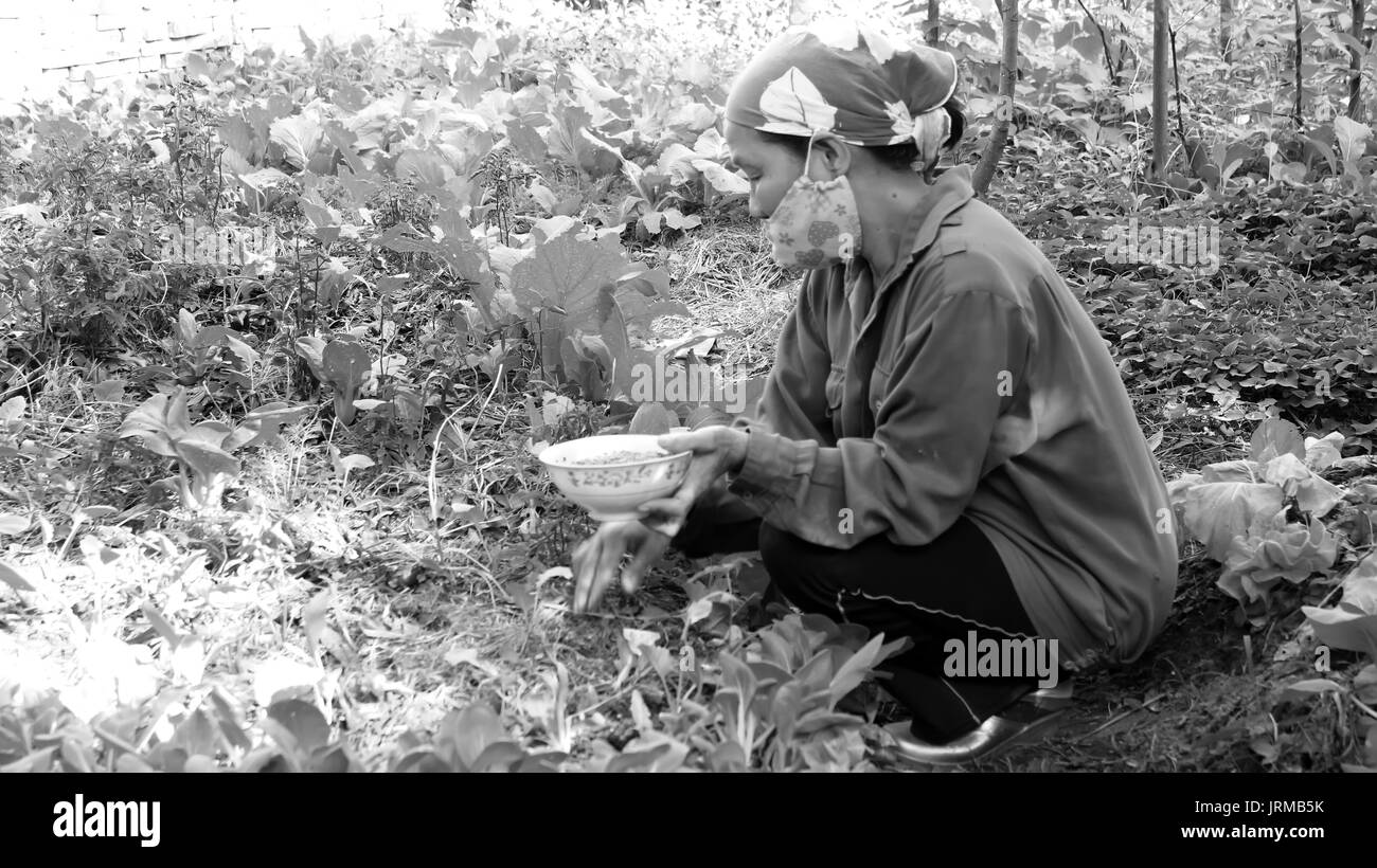 HAI Duong, Vietnam, Novembre, 6 : Vietnamese woman farmer gardening le 6 novembre 2013 à Hai Duong, Delta du Fleuve Rouge, au Vietnam. Banque D'Images