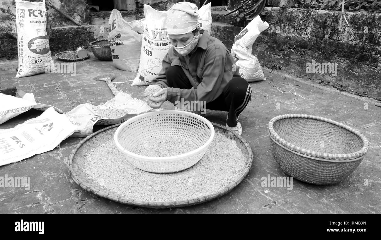 HAI Duong, Vietnam, Novembre, 6 : Vietnamese woman farmer nettoyer après le séchage du riz, le 6 novembre 2013 à Hai Duong, Delta du Fleuve Rouge, au Vietnam. Culte du riz Banque D'Images