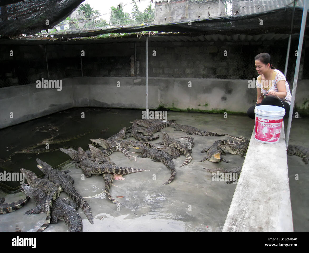 HAI Duong, Vietnam, juillet, 20 : agriculteur vietnamien pour nourrir le crocodile, 20 juillet 2013 à Hai Duong, Delta du Fleuve Rouge, au Vietnam. Banque D'Images