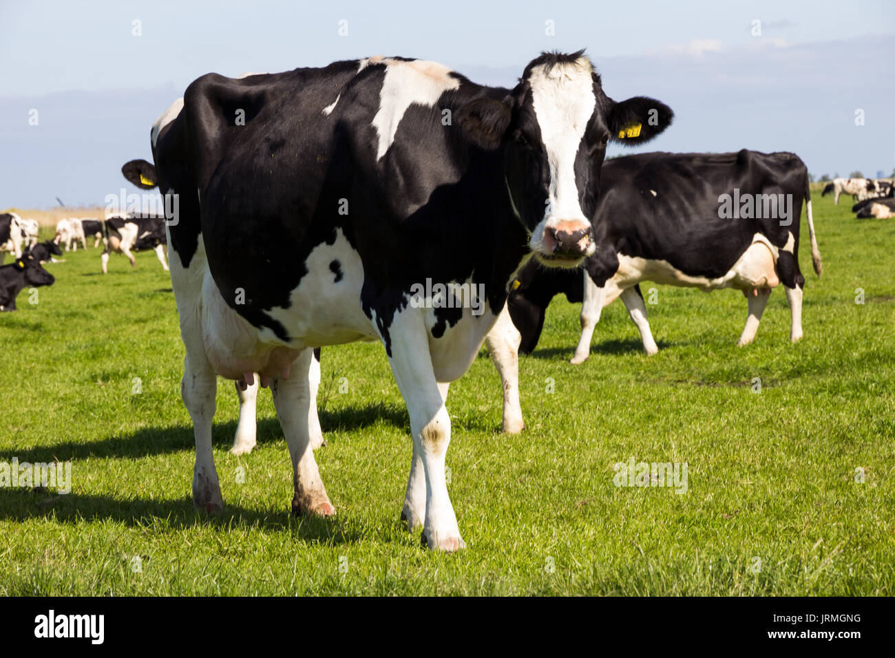 Noir et blanc Friesian Holstein vache paissant dans une prairie. Banque D'Images
