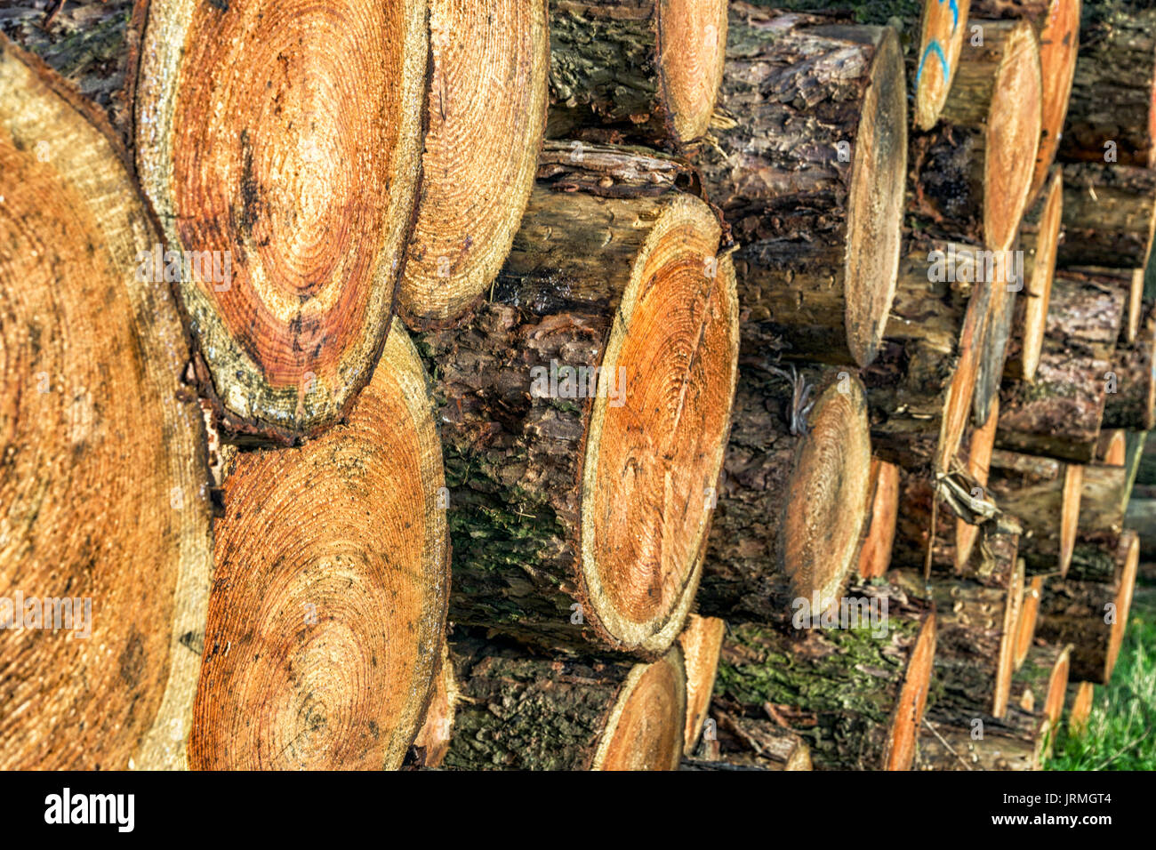 Arbre généalogique hachées journaux sur un tas de bois pour l'industrie forestière Banque D'Images
