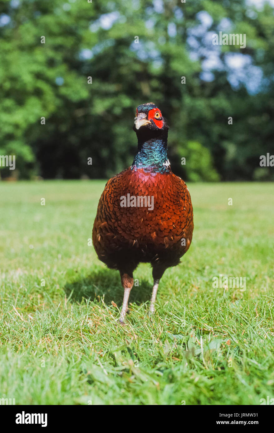 Le faisan commun (Phasianus colchicus), Kew Gardens, Londres, Royaume-Uni Banque D'Images
