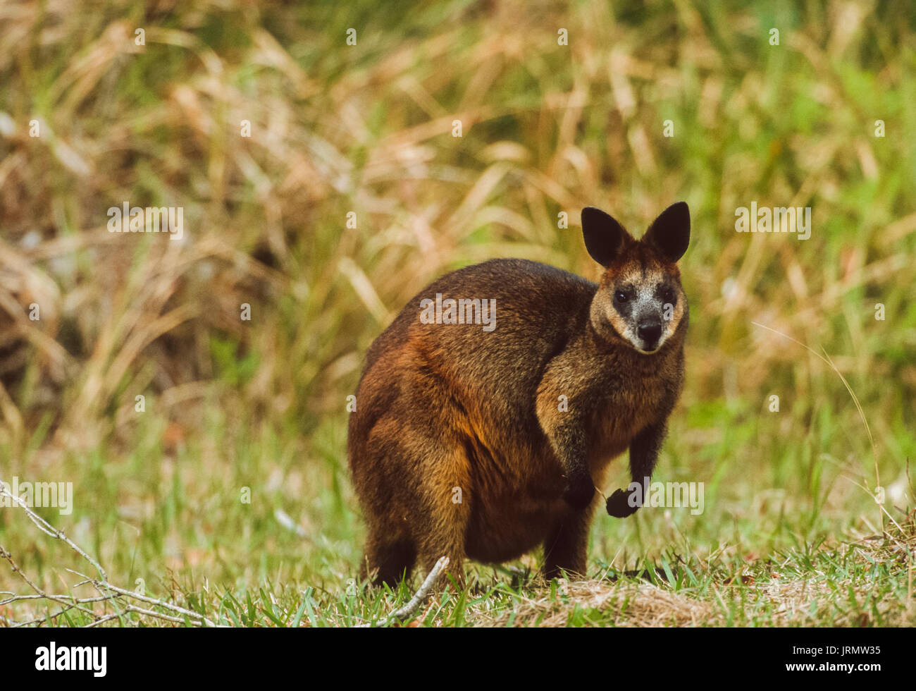 Bicolores, (Wallabia bicolor), Byron Bay, New South Wales, Australia Banque D'Images