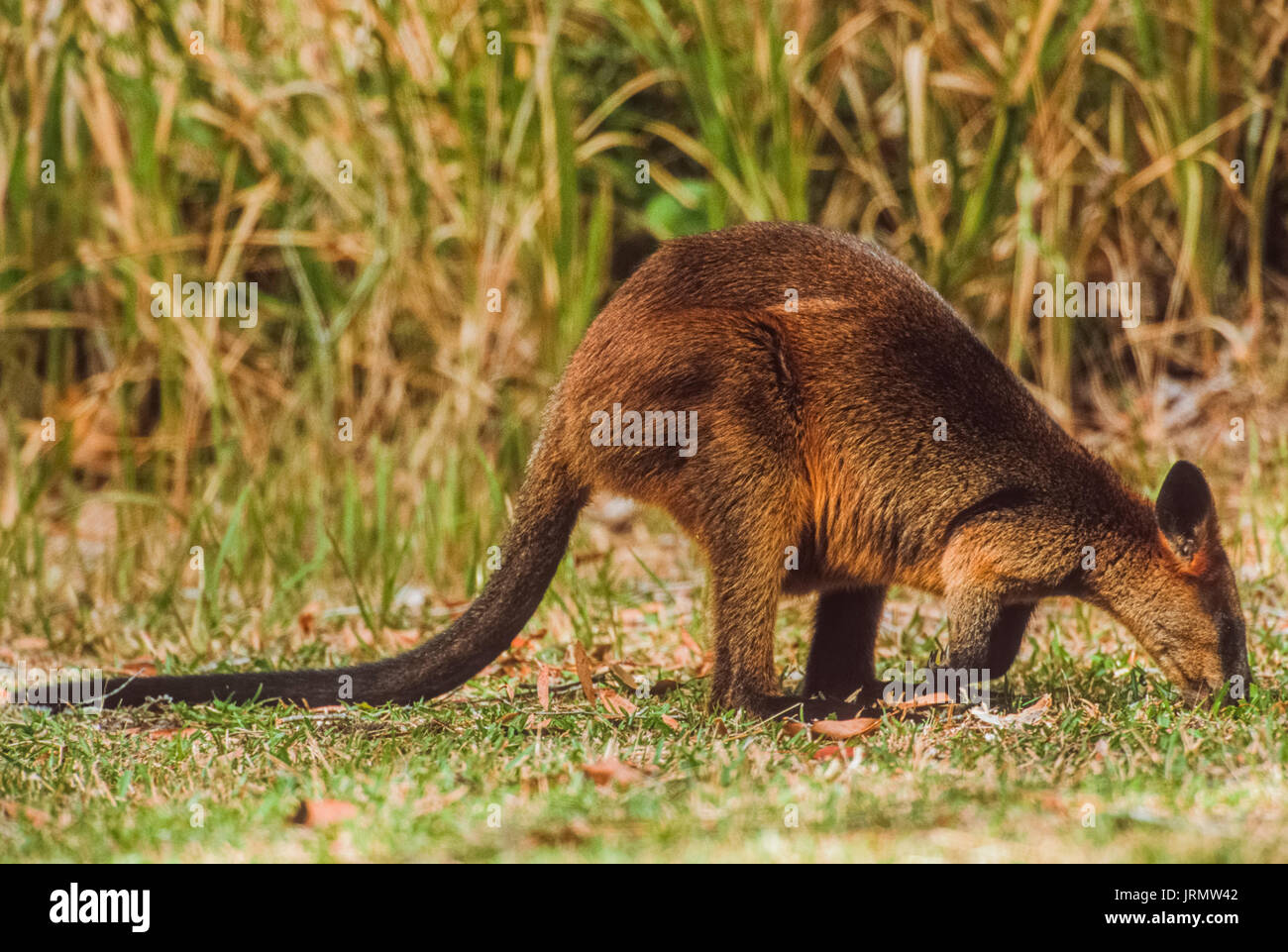 Bicolores, (Wallabia bicolor), Byron Bay, New South Wales, Australia Banque D'Images