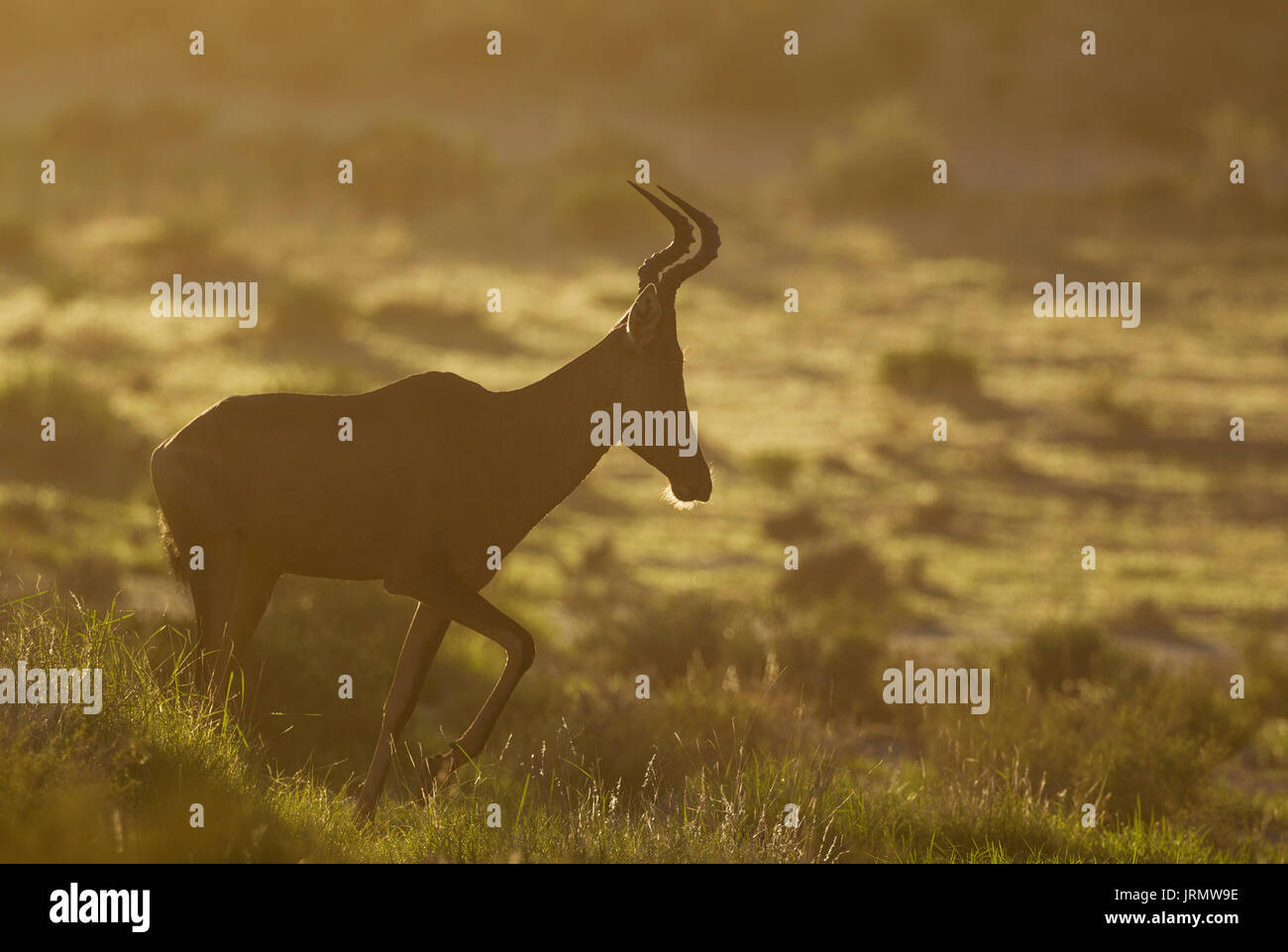 (Alcelaphus buselaphus bubale rouge caama), early morning light, Désert du Kalahari, Kgalagadi Transfrontier Park, Afrique du Sud Banque D'Images