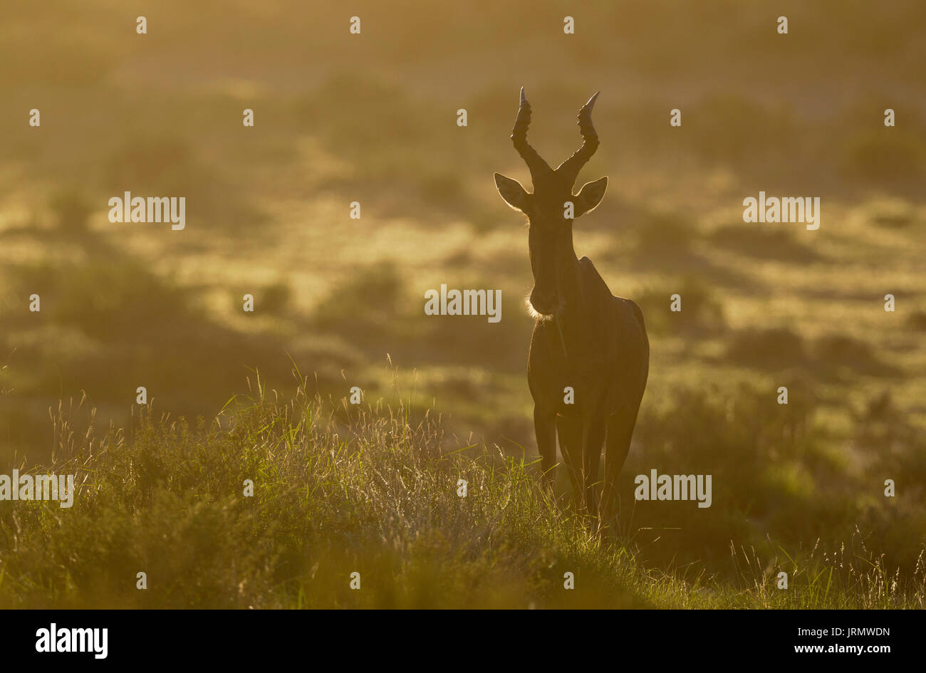 (Alcelaphus buselaphus bubale rouge caama), early morning light, Désert du Kalahari, Kgalagadi Transfrontier Park, Afrique du Sud Banque D'Images
