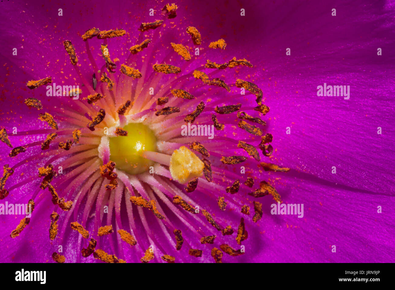 Calandrinia (Rock Purslane) fleurit macro Banque D'Images