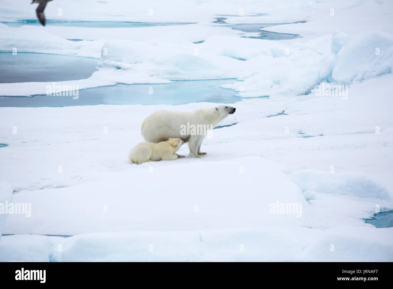 Une mère avec son petit ours polaire sur la glace de mer arctique à Svalbard Banque D'Images