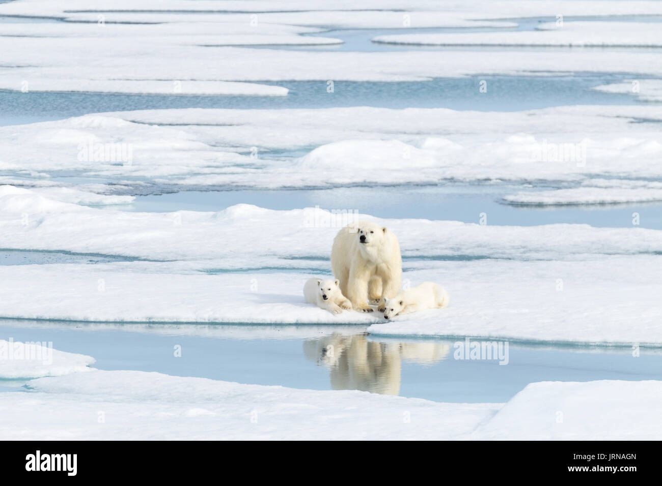 Une mère ours polaire avec ses deux petits dans la glace de mer arctique Banque D'Images