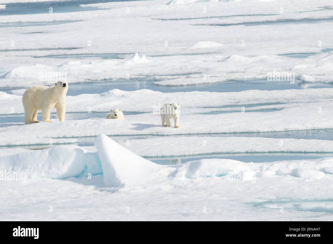Une mère ours polaire avec ses deux petits dans la glace de mer arctique Banque D'Images