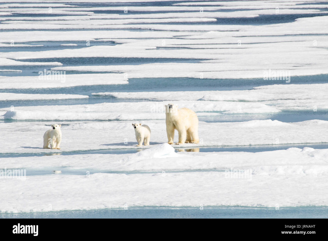 Une mère ours polaire avec ses deux petits dans la glace de mer arctique Banque D'Images