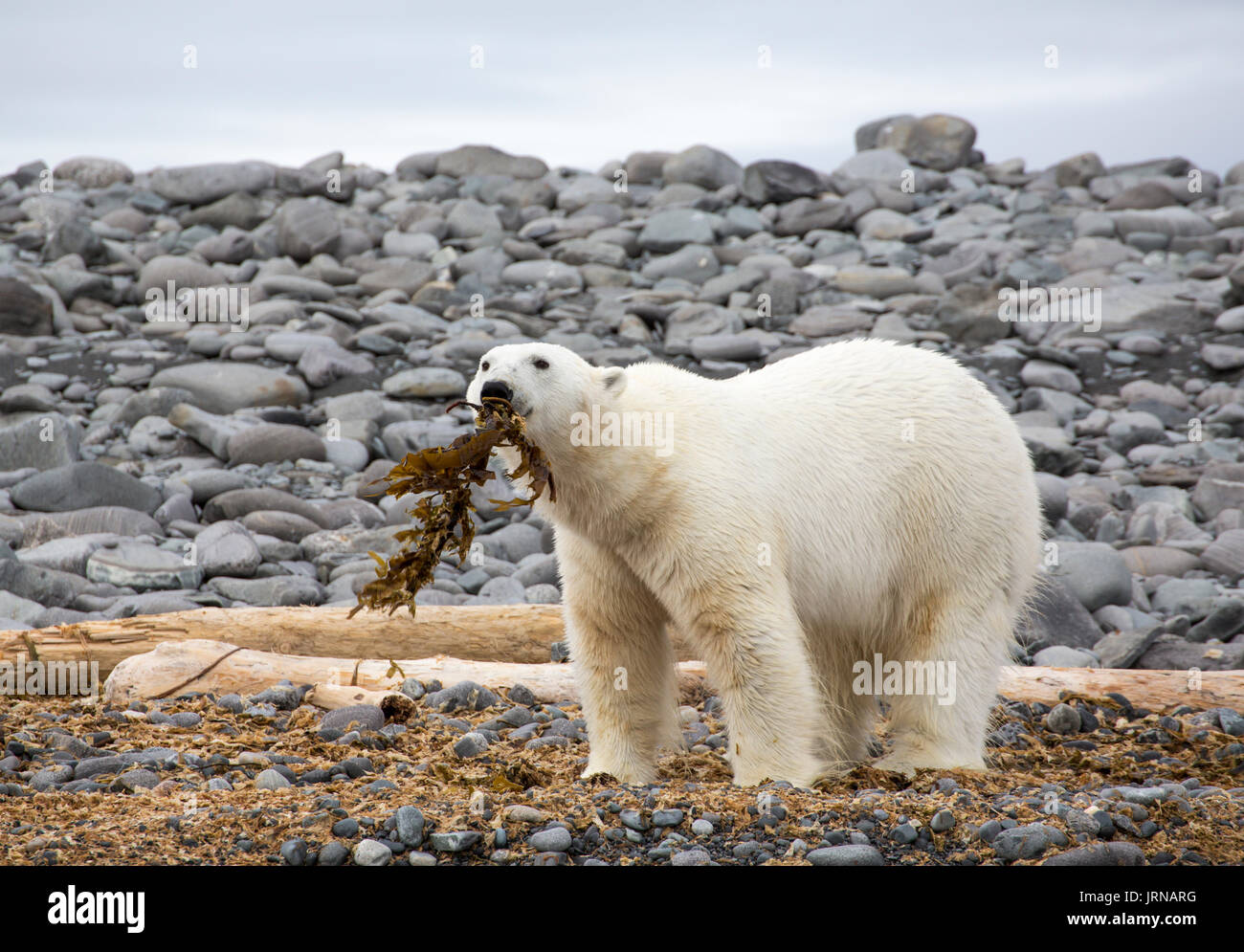 Un jeune ours polaires jouant avec des algues et de détritus sur une île (Karl Xii Oya) au Svalbard Banque D'Images