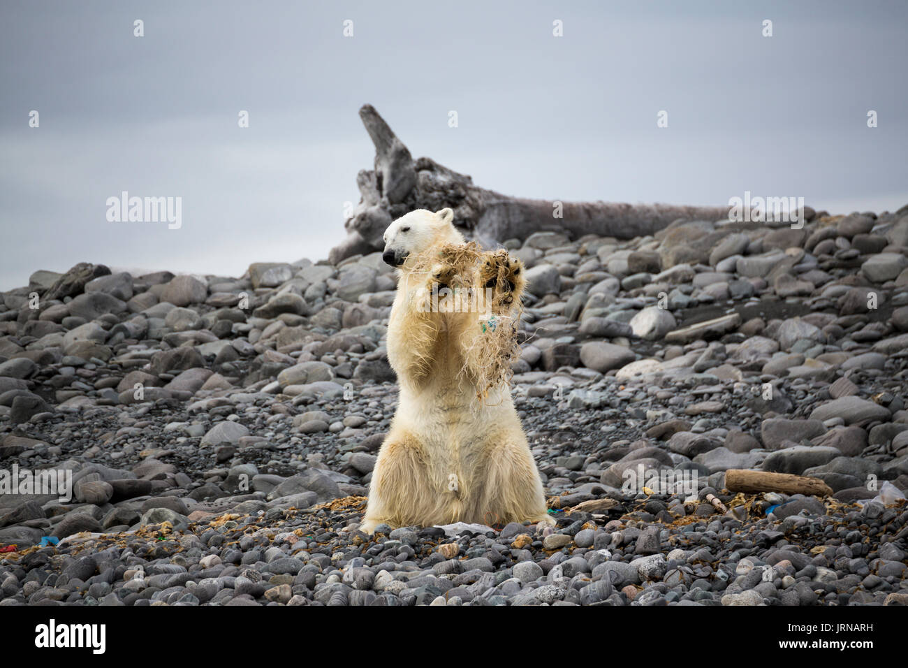 Un jeune ours polaires jouant avec des algues et de détritus sur une île (Karl Xii Oya) au Svalbard Banque D'Images