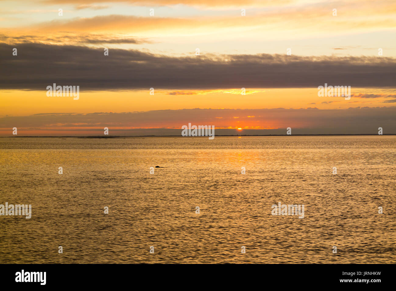 Panorama de l'île de Wadden avec côte de Texel et la sceller au coucher du soleil, la Hollande du Nord, Pays-Bas Banque D'Images