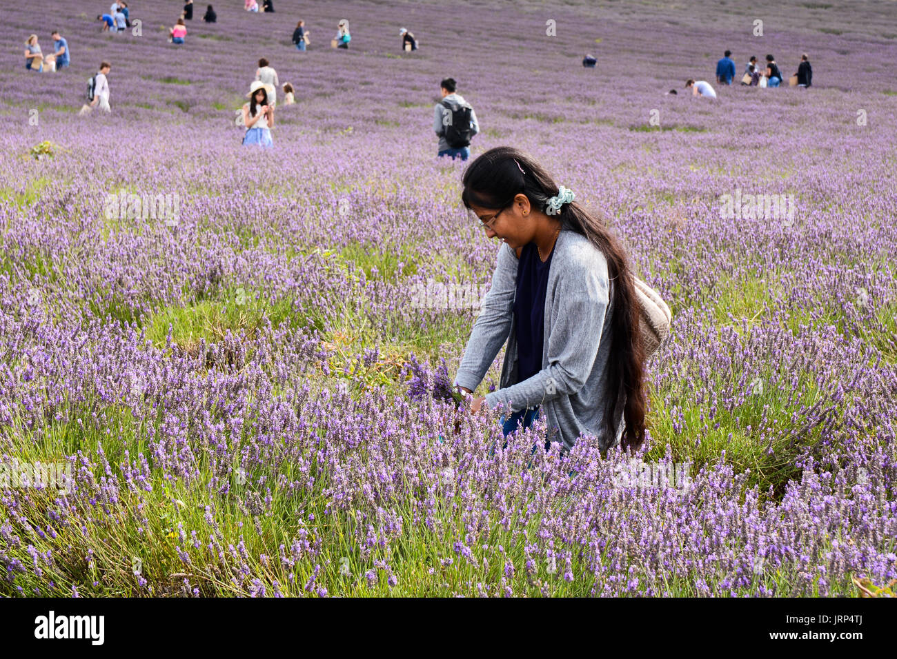 Ferme de lavande, Hitchin, UK. 6 août 2017. Les personnes qui prennent les boutures de Lavendula ou des fleurs de lavande dans les champs à Hitchin Hertfordshire en Angleterre, le soleil chaud dimanche d'août. Martin Parker/Alamy Live News Banque D'Images