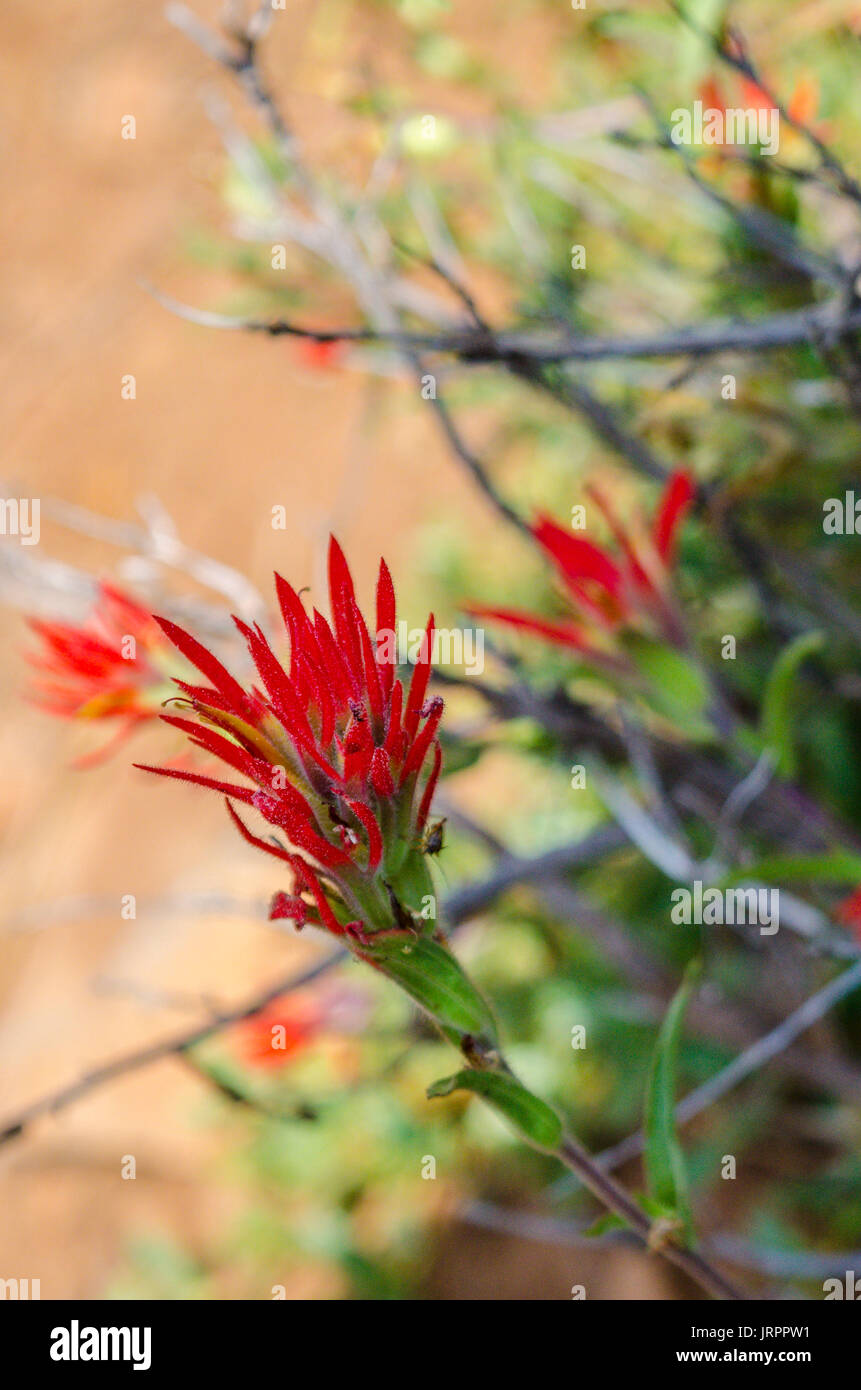 Près du Mont Lassen en Californie Banque D'Images