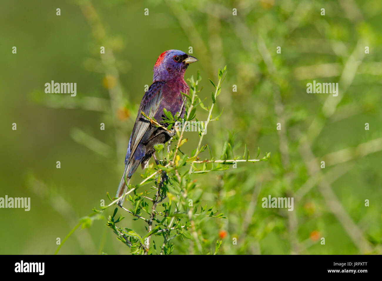 Passerin varié Passerina versicolor Tucson, comté de Pima, Arizona, United States 4 août 2017 mâles adultes Cardinalidae Banque D'Images