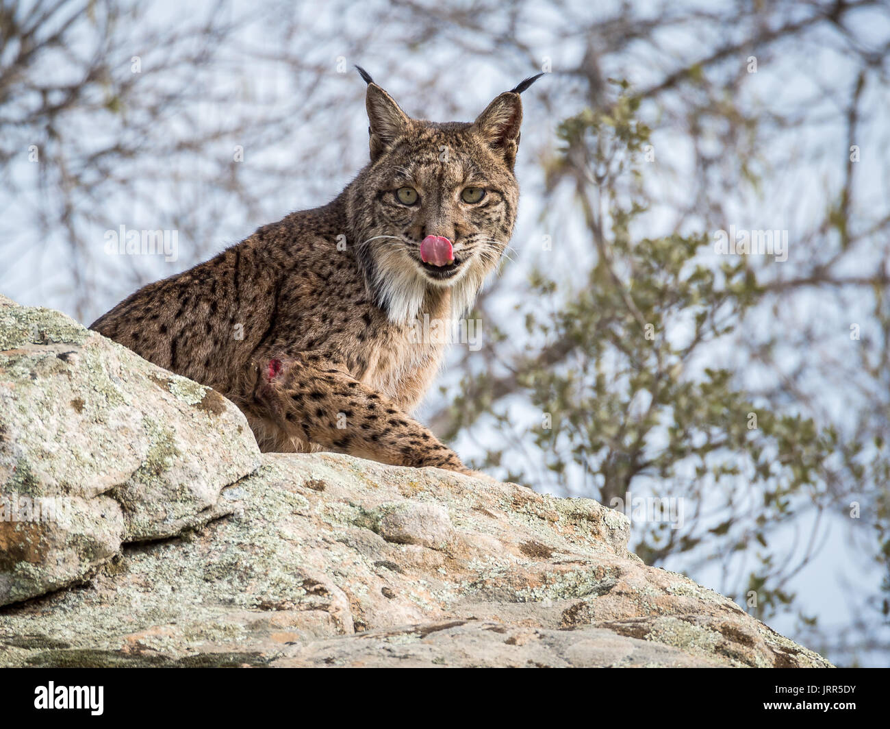 Le lynx ibérique (Lynx pardinus) lécher son nez sur un rocher, en Espagne Banque D'Images