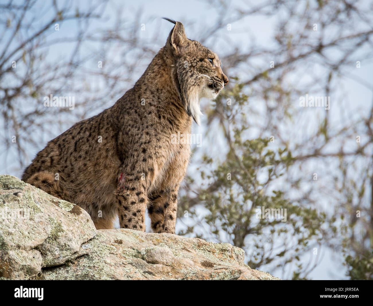 Le lynx ibérique (Lynx pardinus) debout sur un rocher en Spaing Banque D'Images