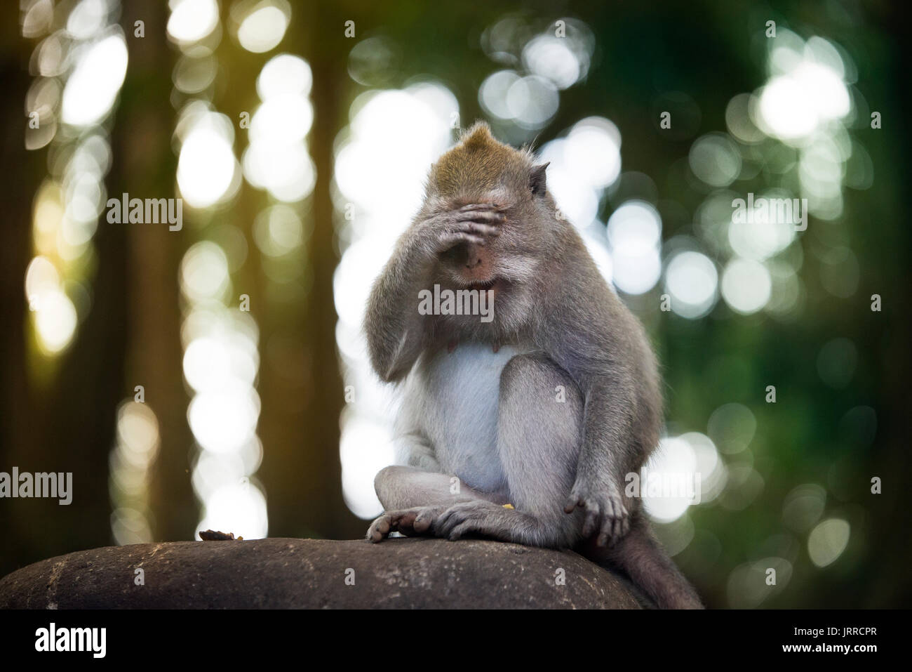 Portrait d'un singe cachant son visage comme elle est la honte dans la forêt des singes sacrés Sanctuaire Ubud Bali Indonésie. Banque D'Images