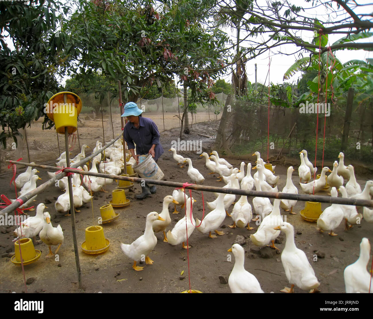 HAI Duong, Vietnam, juillet, 30 : agriculteur vietnamien pour nourrir canard par le riz, 30 juillet 2013 à Hai Duong, Delta du Fleuve Rouge, au Vietnam. Banque D'Images