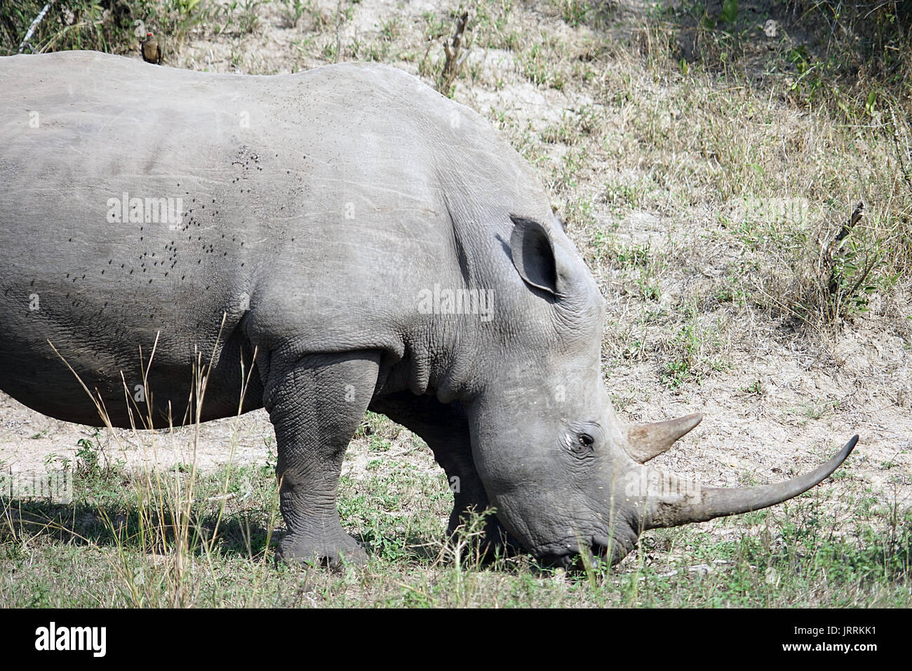 White Rhino dans le Parc national Krueger Banque D'Images