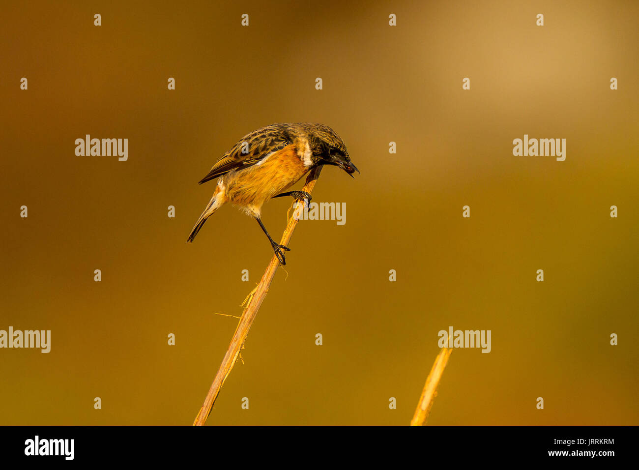 Stonechat commun régurgiter des carapaces de scarabée Banque D'Images