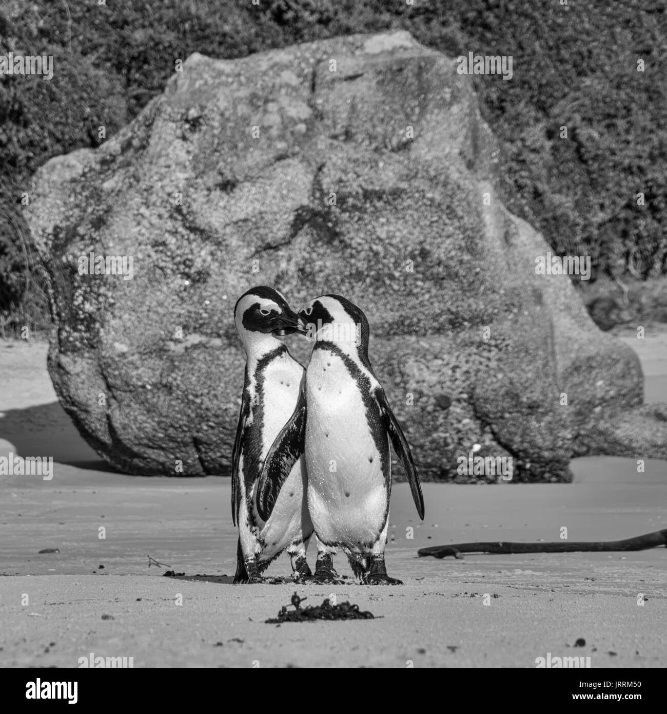 Pingouins africains sur le bord de la mer dans le sud de l'Afrique Banque D'Images