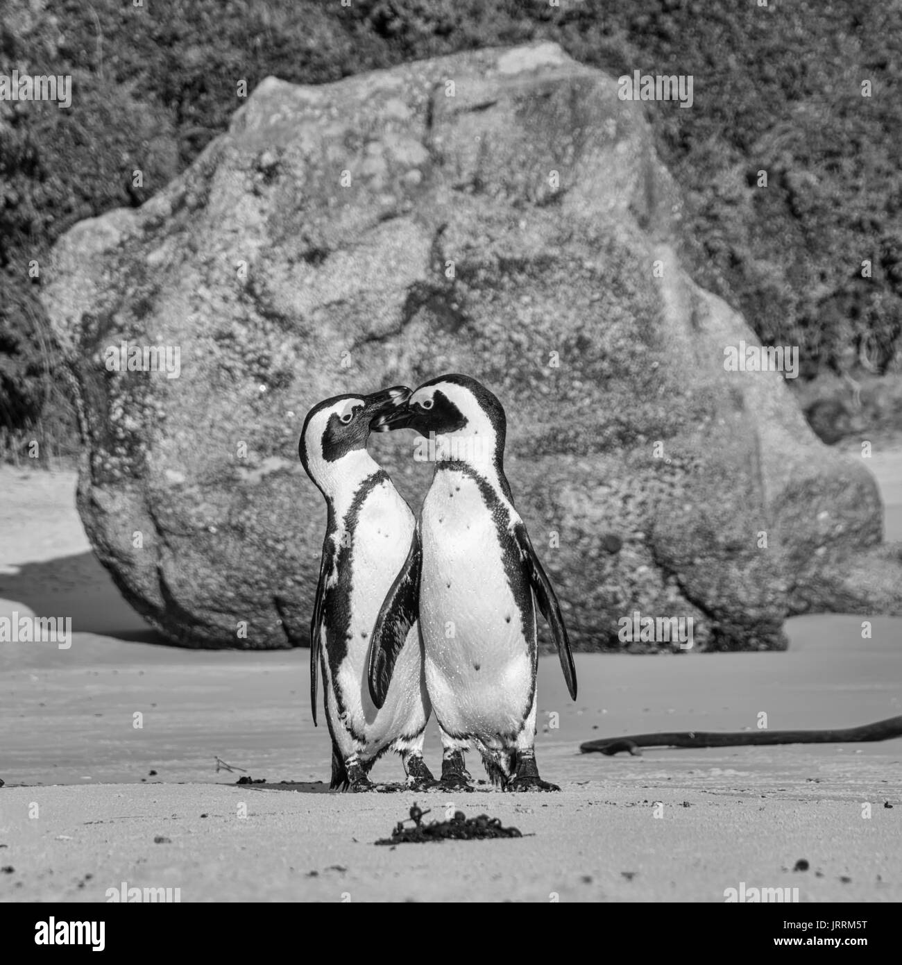 Pingouins africains sur le bord de la mer dans le sud de l'Afrique Banque D'Images