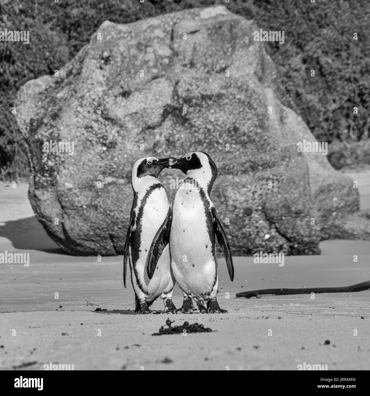 Pingouins africains sur le bord de la mer dans le sud de l'Afrique Banque D'Images