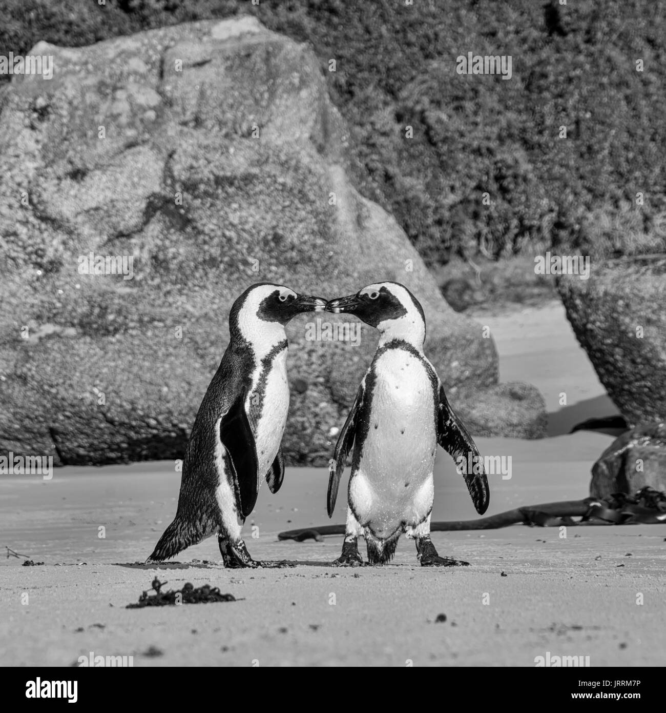 Pingouins africains sur le bord de la mer dans le sud de l'Afrique Banque D'Images