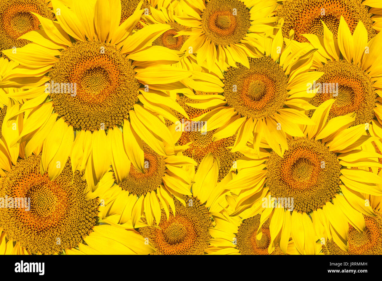 Schéma des tournesols jaune vif sur fond blanc fond isolé, un tournesol non affinés avec un centre jaune, un fond de fleurs jaunes Banque D'Images