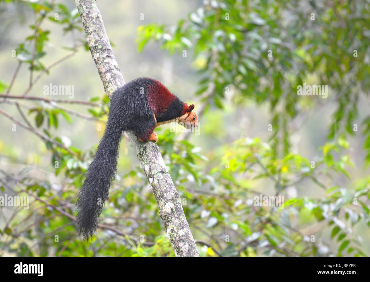 Écureuil géant indien (Ratufa indica) à la branche de l'arbre Banque D'Images