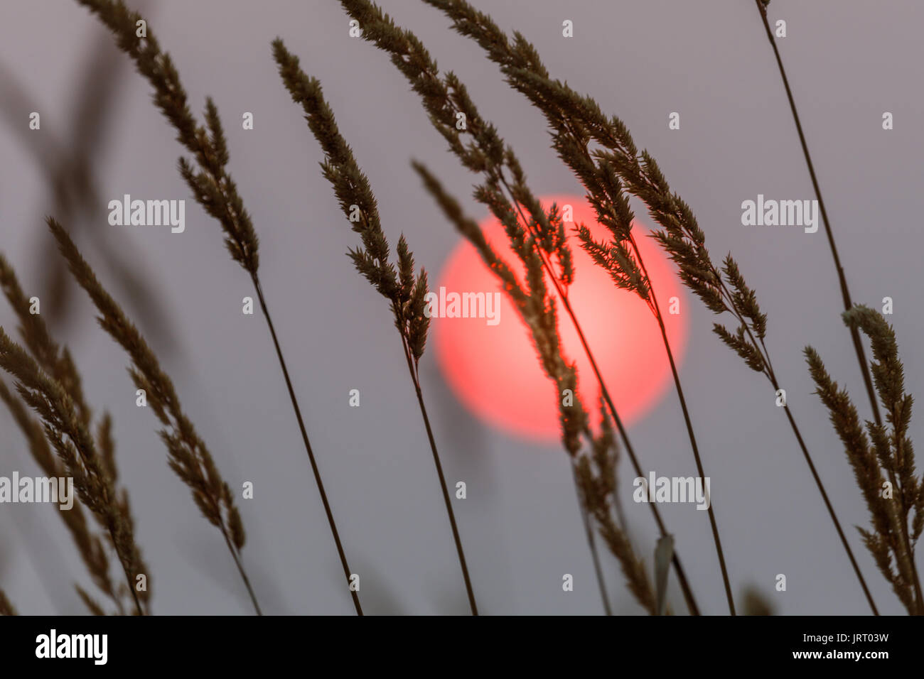 Red Sun et les mauvaises herbes spike nature background Banque D'Images