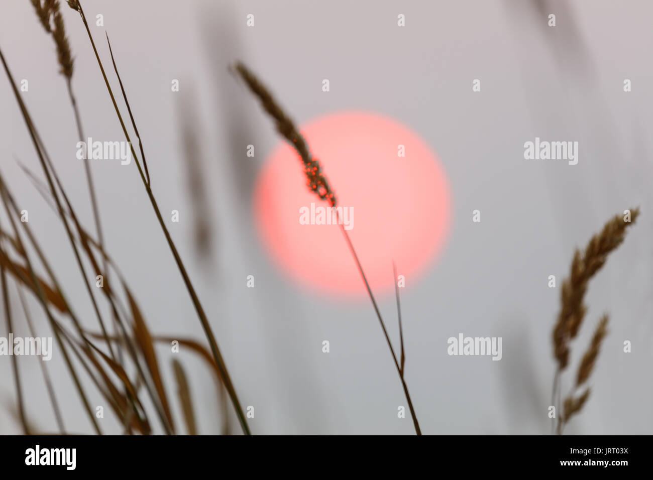 Red Sun et les mauvaises herbes spike nature background Banque D'Images