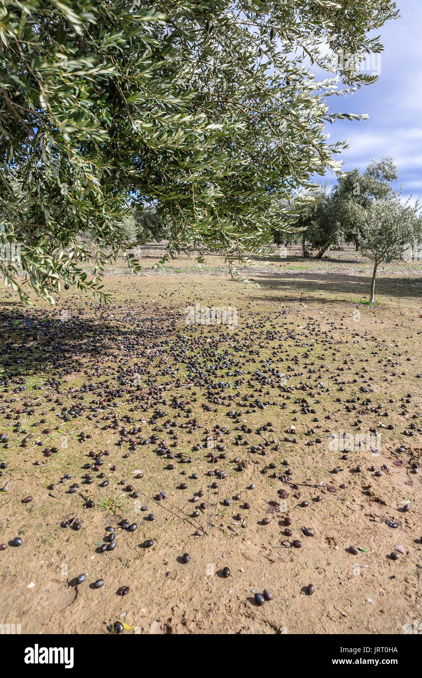 Olivier de la variété Picual près de Jaen, Espagne Banque D'Images
