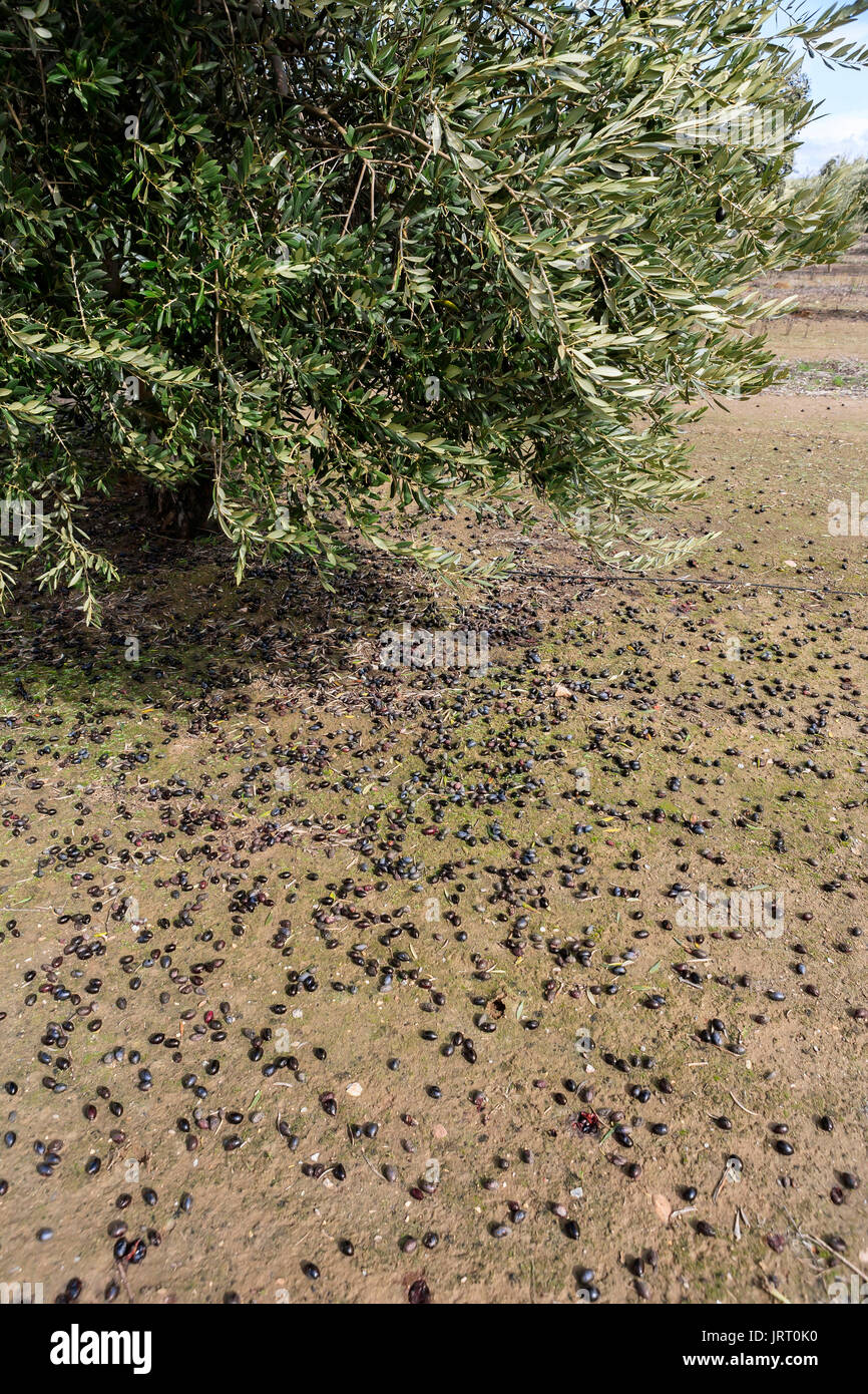 Olivier de la variété Picual près de Jaen, Espagne Banque D'Images